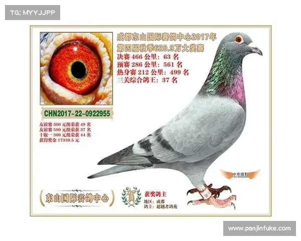 四川2018赛事2018四川冠军鸽图片